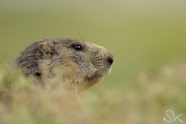 Marmotte des Alpes (Marmota marmota)