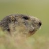 Marmotte des Alpes (Marmota marmota)