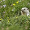 Marmotte des Alpes (Marmota marmota)