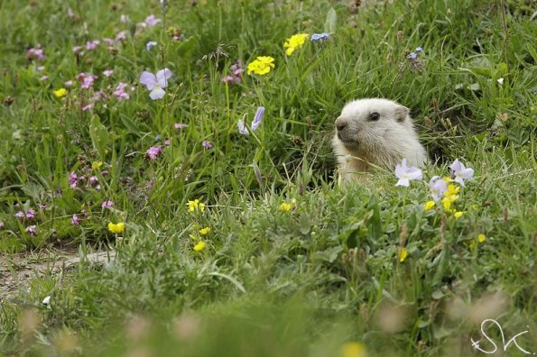 Marmotte des Alpes (Marmota marmota)