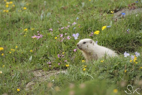 Marmotte des Alpes (Marmota marmota)