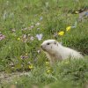 Marmotte des Alpes (Marmota marmota)