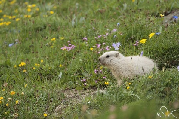 Marmotte des Alpes (Marmota marmota)