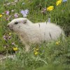 Marmotte des Alpes (Marmota marmota)