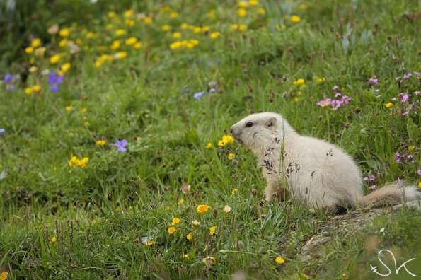 Marmotte des Alpes (Marmota marmota)