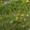 Marmotte des Alpes (Marmota marmota)