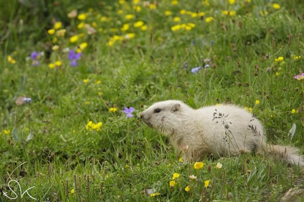 Marmotte des Alpes (Marmota marmota)