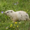 Marmotte des Alpes (Marmota marmota)