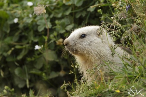 Marmotte des Alpes (Marmota marmota)