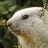 Marmotte des Alpes (Marmota marmota)