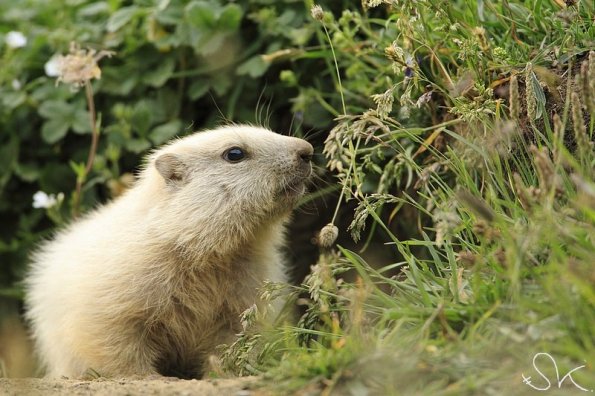 Marmotte des Alpes (Marmota marmota)