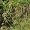 Marmotte des Alpes (Marmota marmota)