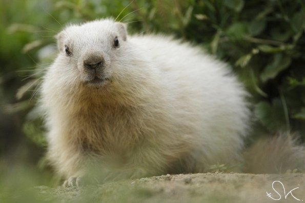 Marmotte des Alpes (Marmota marmota)