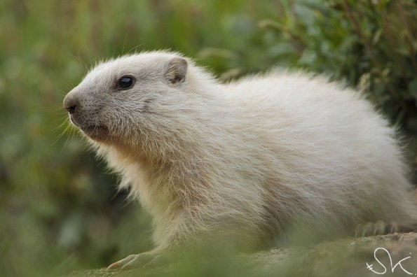 Marmotte des Alpes (Marmota marmota)