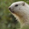 Marmotte des Alpes (Marmota marmota)