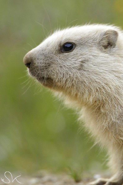 Marmotte des Alpes (Marmota marmota)