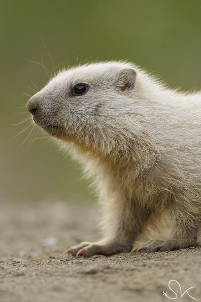 Marmotte des Alpes (Marmota marmota)