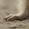 Marmotte des Alpes (Marmota marmota)