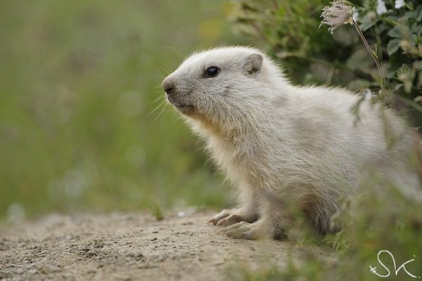 Marmotte des Alpes (Marmota marmota)