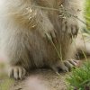 Marmotte des Alpes (Marmota marmota)