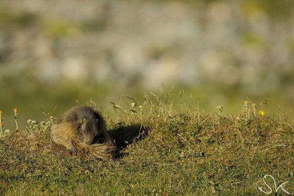 Marmotte des Alpes (Marmota marmota)