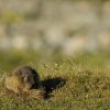 Marmotte des Alpes (Marmota marmota)