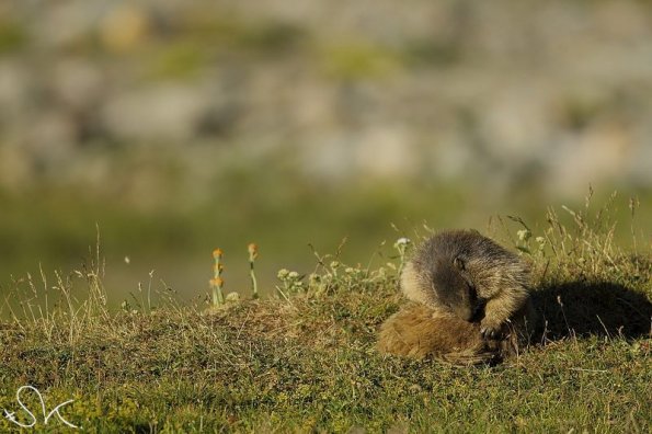 Marmotte des Alpes (Marmota marmota)