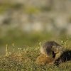 Marmotte des Alpes (Marmota marmota)