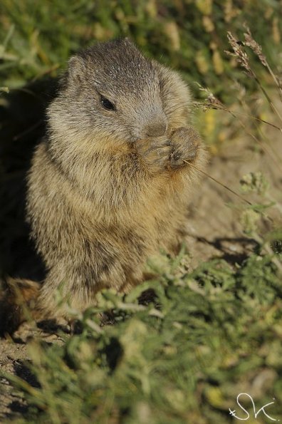 Marmotte des Alpes (Marmota marmota)