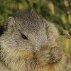 Marmotte des Alpes (Marmota marmota)