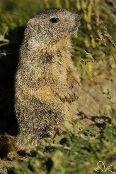 Marmotte des Alpes (Marmota marmota)