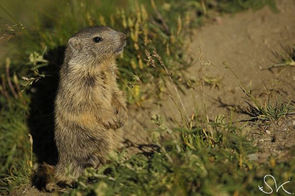 Marmotte des Alpes (Marmota marmota)