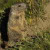 Marmotte des Alpes (Marmota marmota)