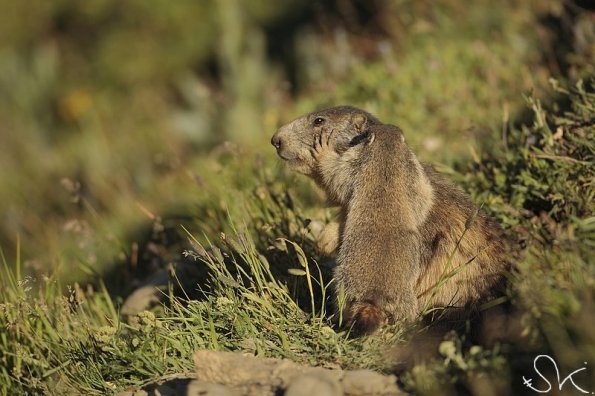 Marmotte des Alpes (Marmota marmota)