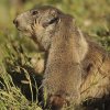 Marmotte des Alpes (Marmota marmota)