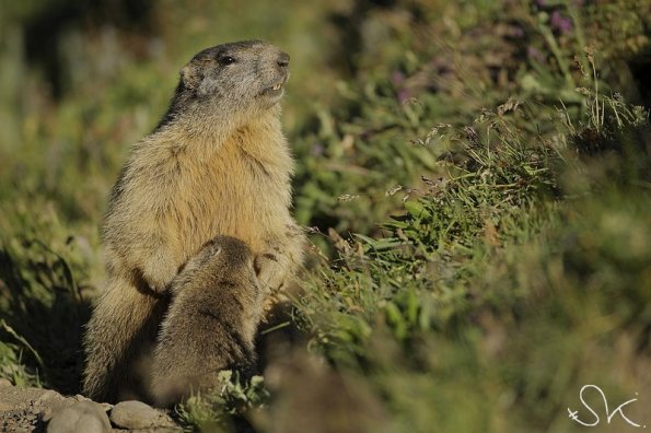 Marmotte des Alpes (Marmota marmota)