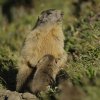 Marmotte des Alpes (Marmota marmota)