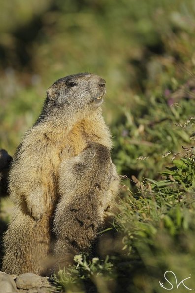 Marmotte des Alpes (Marmota marmota)