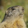 Marmotte des Alpes (Marmota marmota)