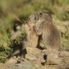 Marmotte des Alpes (Marmota marmota)