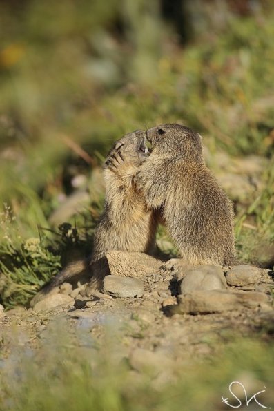 Marmotte des Alpes (Marmota marmota)