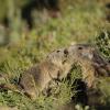 Marmotte des Alpes (Marmota marmota)