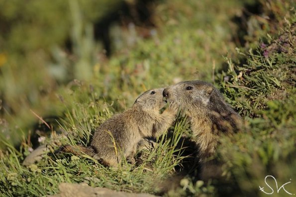 Marmotte des Alpes (Marmota marmota)