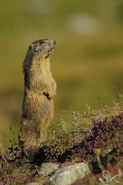 Marmotte des Alpes (Marmota marmota)