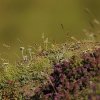 Marmotte des Alpes (Marmota marmota)