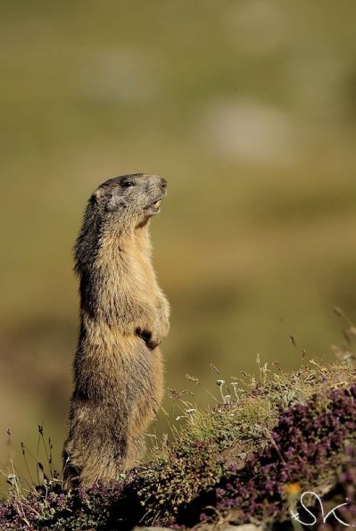 Marmotte des Alpes (Marmota marmota)