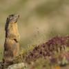 Marmotte des Alpes (Marmota marmota)