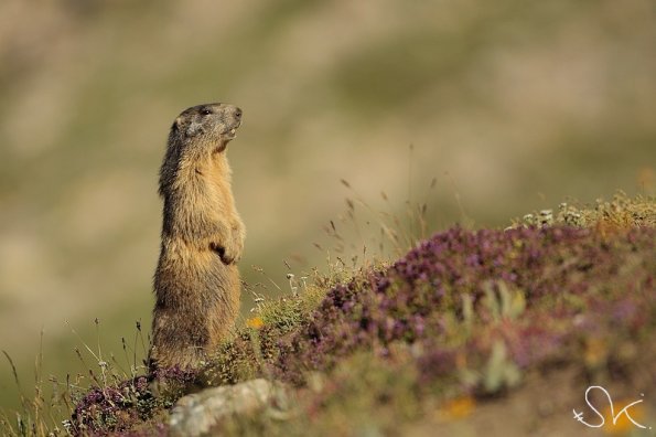 Marmotte des Alpes (Marmota marmota)