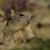 Marmotte des Alpes (Marmota marmota)