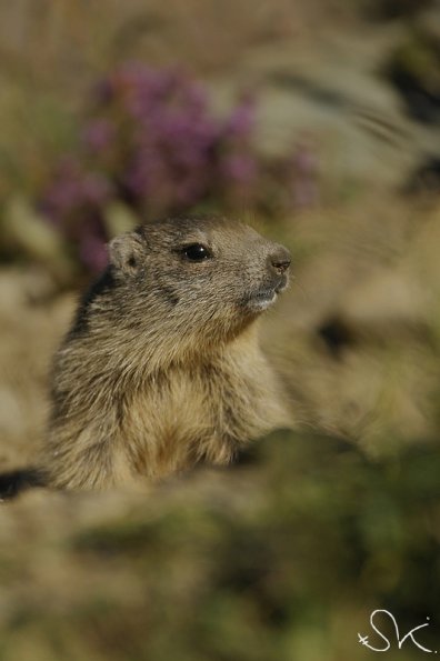 Marmotte des Alpes (Marmota marmota)